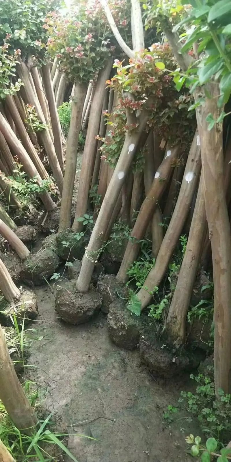 占地紫微，精品紫薇