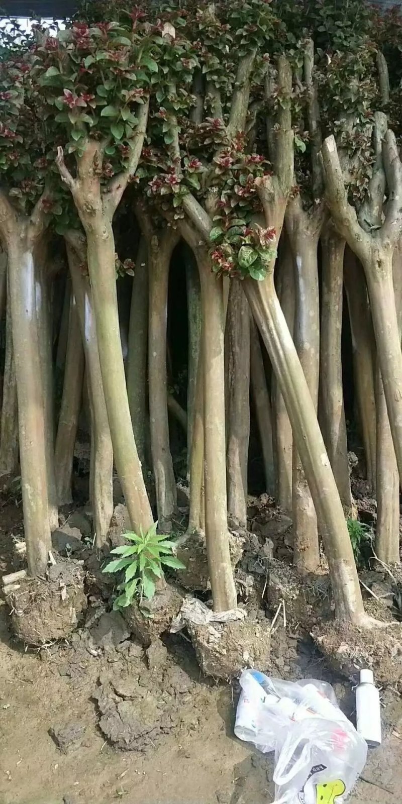 占地紫微，精品紫薇