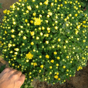 盆景菊，艺菊。。。