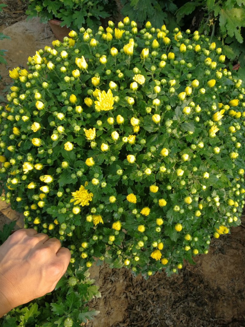 盆景菊，艺菊。。。