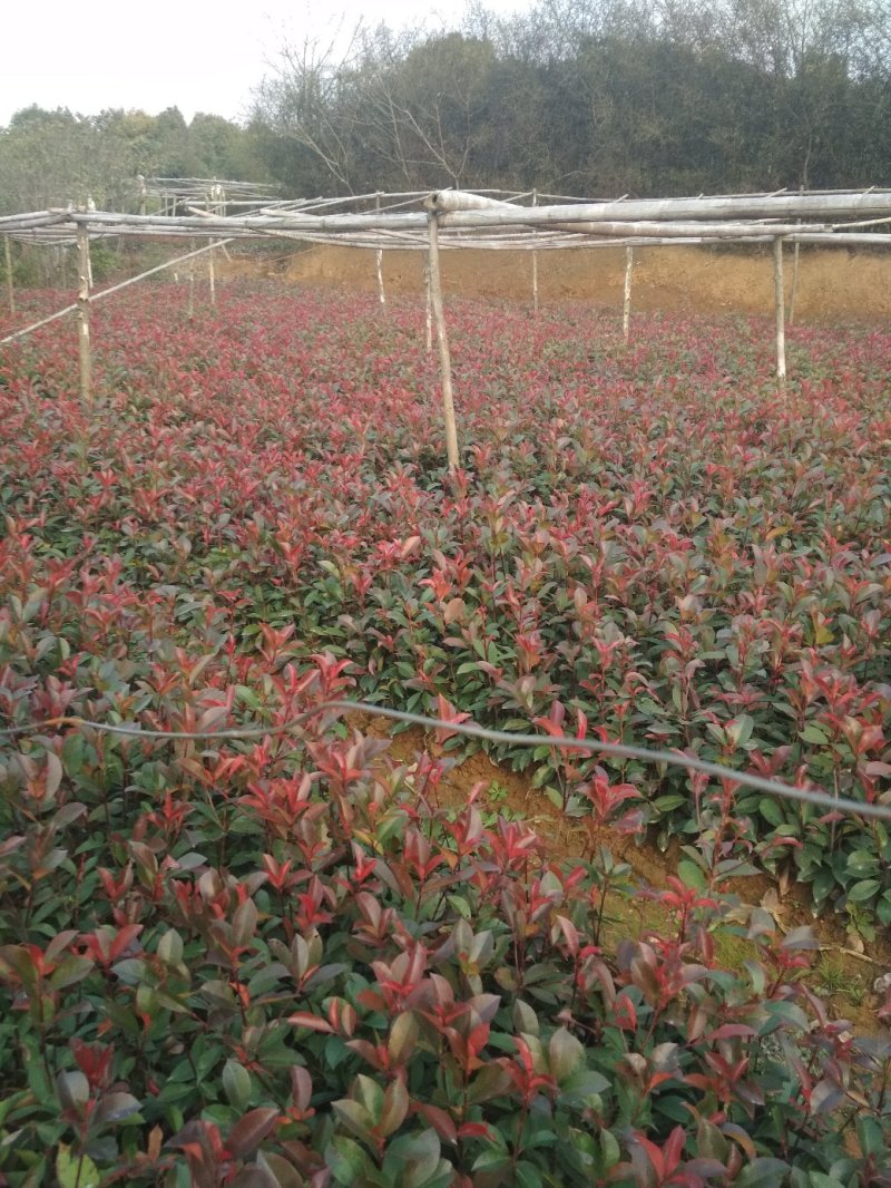 红叶石楠苗高杆红叶石楠2-10公分大量供应