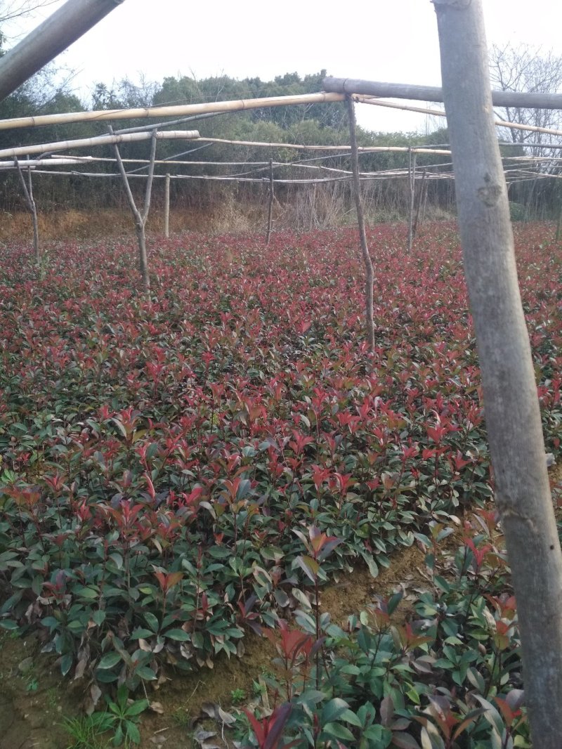 红叶石楠苗高杆红叶石楠2-10公分大量供应