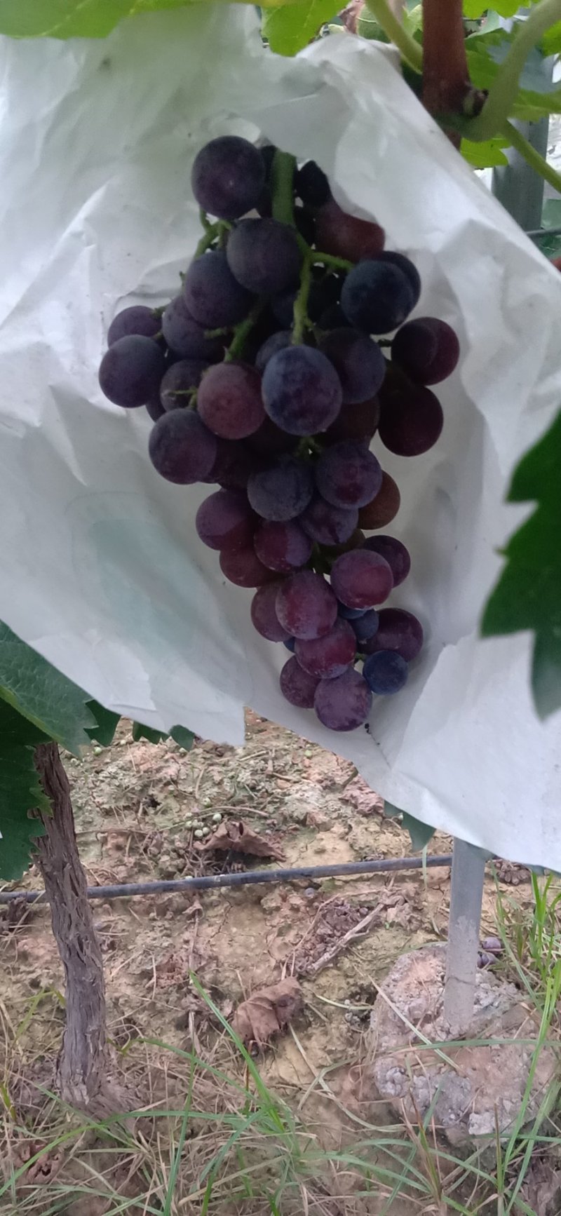巨玫瑰葡萄