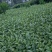 茶苗，名选九号，蒙山九号，四号茶，福顶大白，安吉白茶，奶