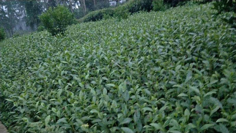 茶苗，名选九号，蒙山九号，四号茶，福顶大白，安吉白茶，奶