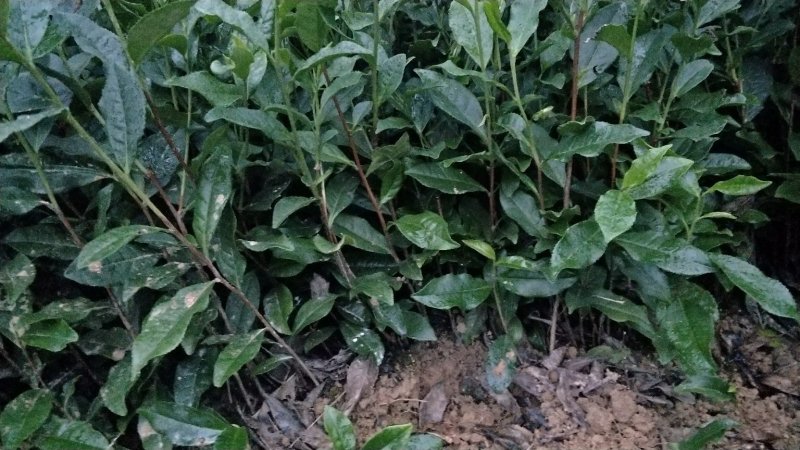 茶苗，名选九号，蒙山九号，四号茶，福顶大白，安吉白茶，奶
