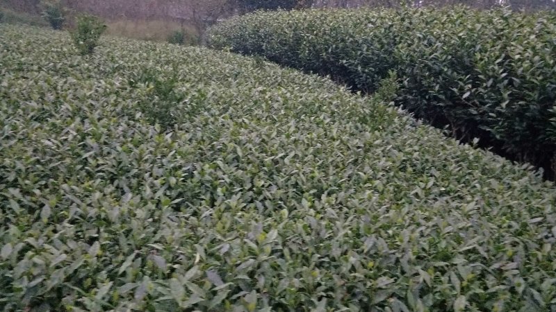 茶苗，名选九号，蒙山九号，四号茶，福顶大白，安吉白茶，奶