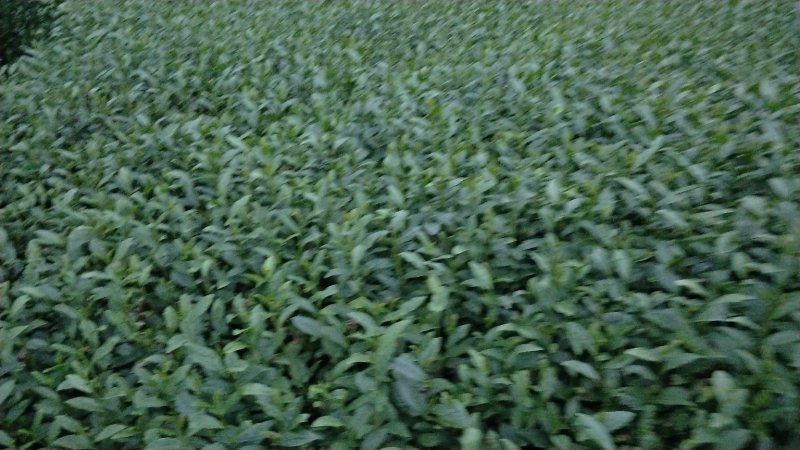 茶苗，名选九号，蒙山九号，四号茶，福顶大白，安吉白茶，奶