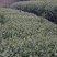 茶苗，名选九号，蒙山九号，四号茶，福顶大白，安吉白茶，奶