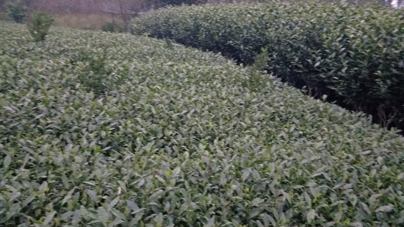 茶苗，名选九号，蒙山九号，四号茶，福顶大白，安吉白茶，奶