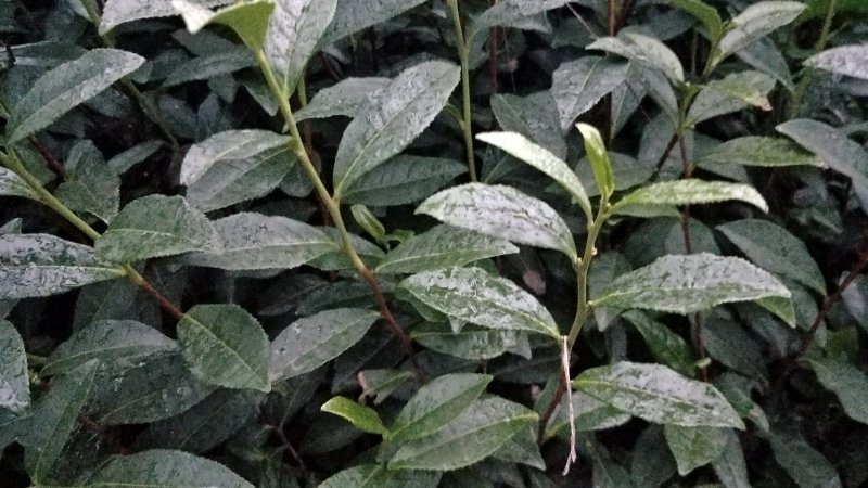 茶苗，名选九号，蒙山九号，四号茶，福顶大白，安吉白茶，奶