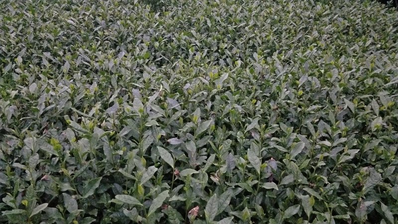 茶苗，名选九号，蒙山九号，四号茶，福顶大白，安吉白茶，奶