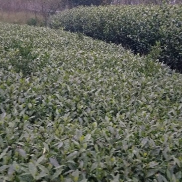 茶苗，名选九号，蒙山九号，四号茶，福顶大白，安吉白茶，奶