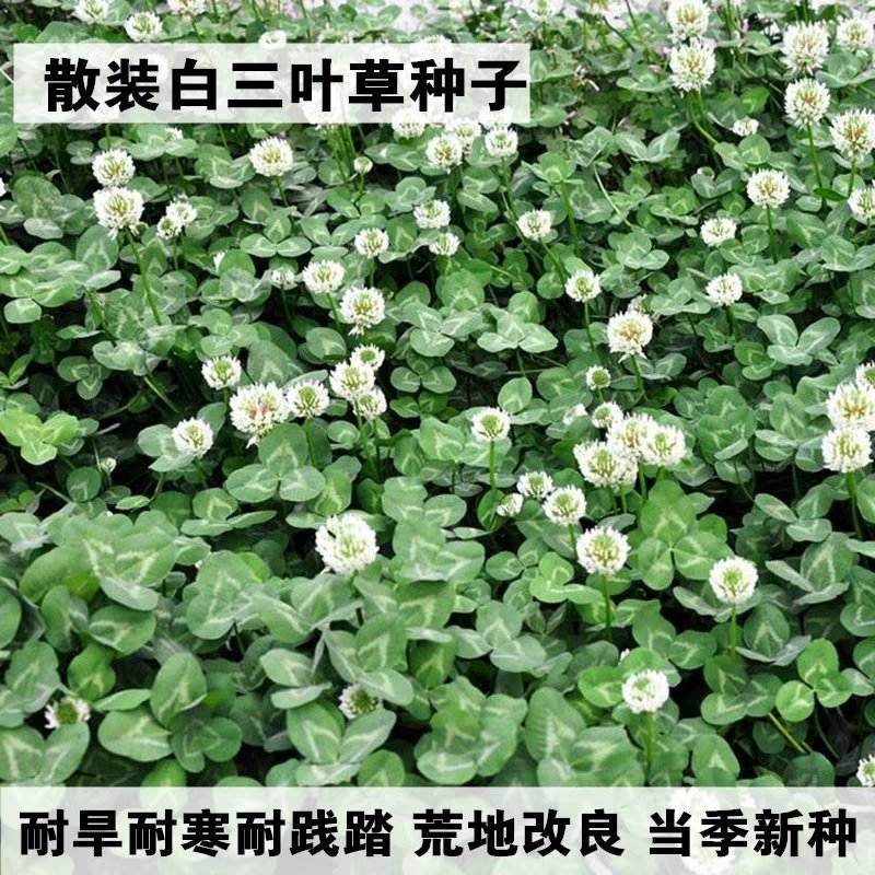 白三叶种子，多年生