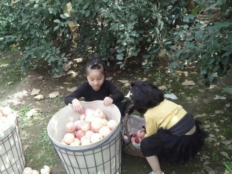 烟台红富士苹果