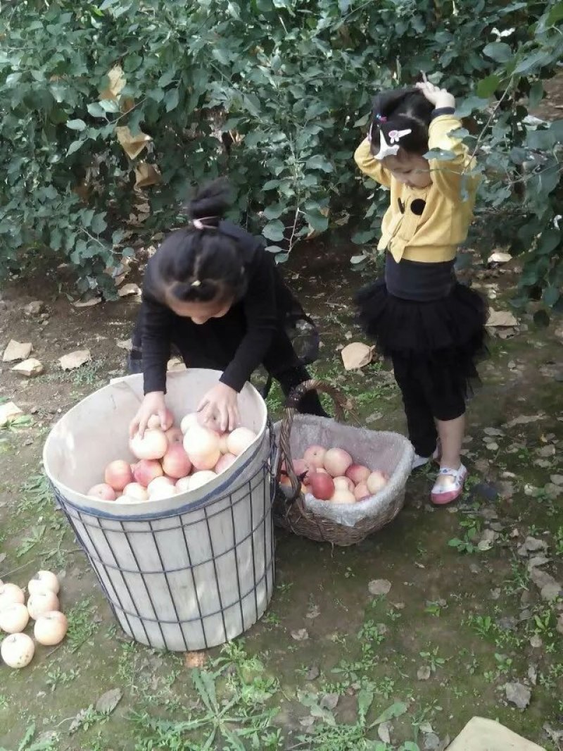 烟台红富士苹果