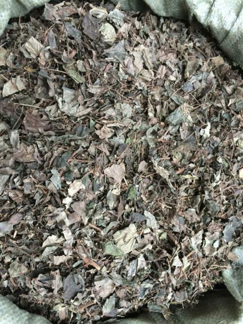 石楠藤千余品种供应承接订单