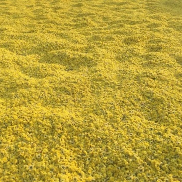 江陵野菊花茶