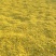 江陵野菊花茶