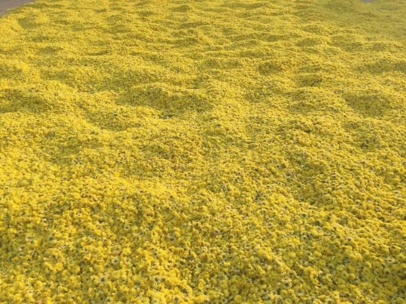 江陵野菊花茶