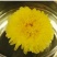 江陵野菊花茶