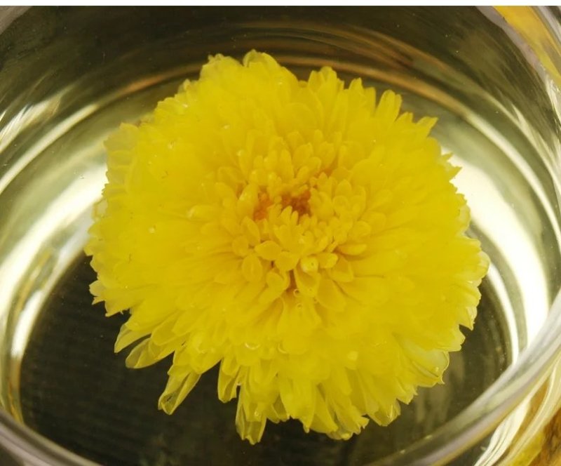 江陵野菊花茶