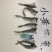 小黄花鱼干