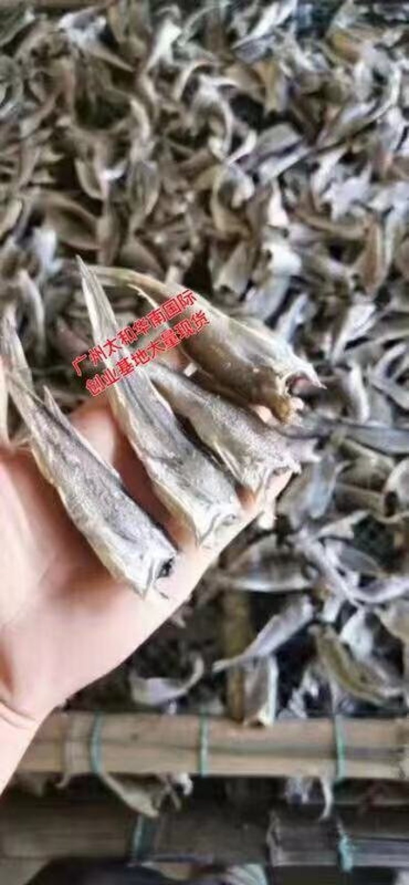 小黄花鱼干