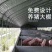 厂价直销全套养殖鸡鸭猪大棚，种植大棚温室大棚各种规格定做