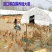 厂价直销全套养殖鸡鸭猪大棚，种植大棚温室大棚各种规格定做
