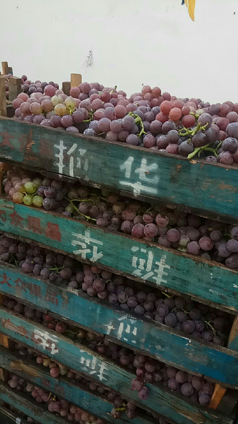 威县巨峰葡萄