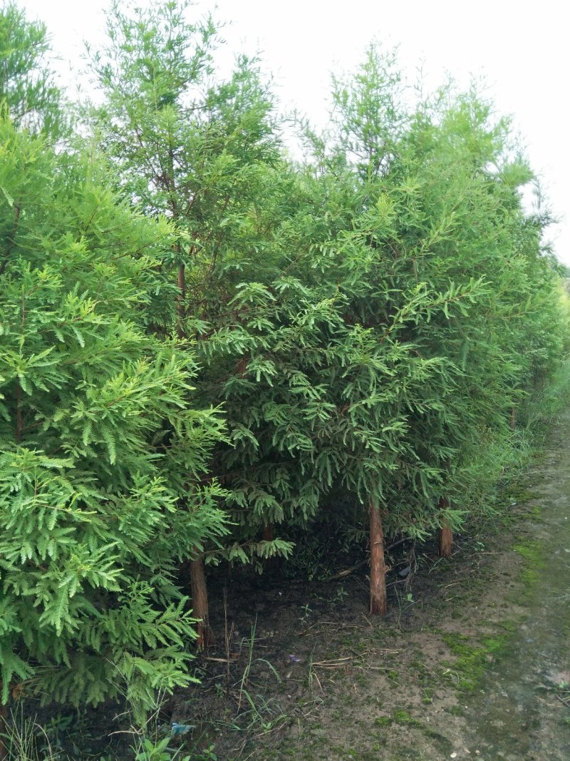 红旭苗木
