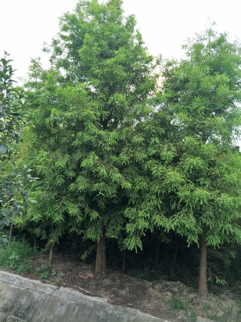 红旭苗木