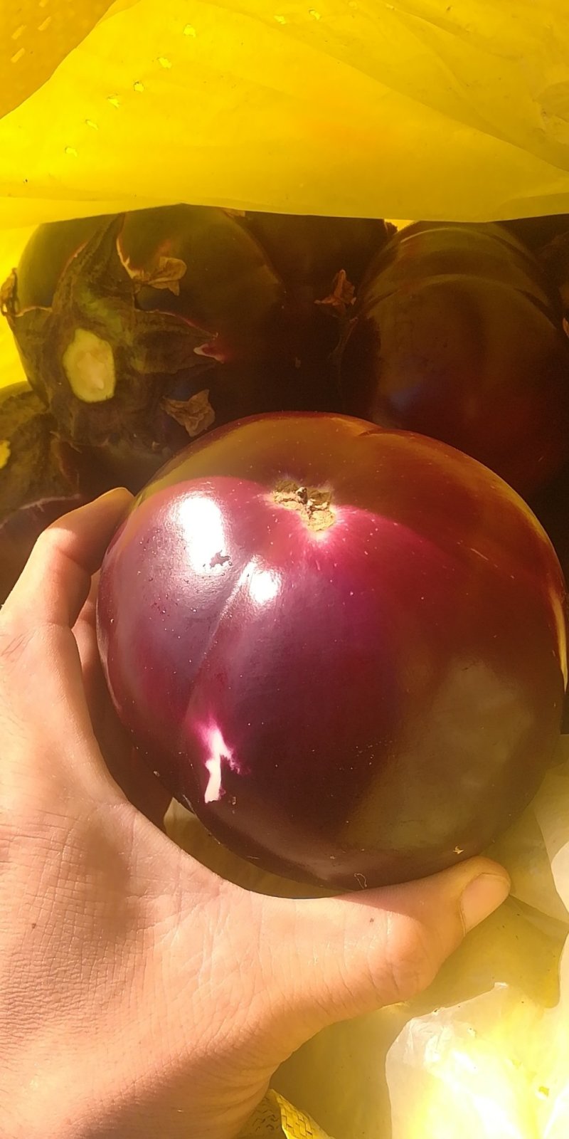 快圆茄