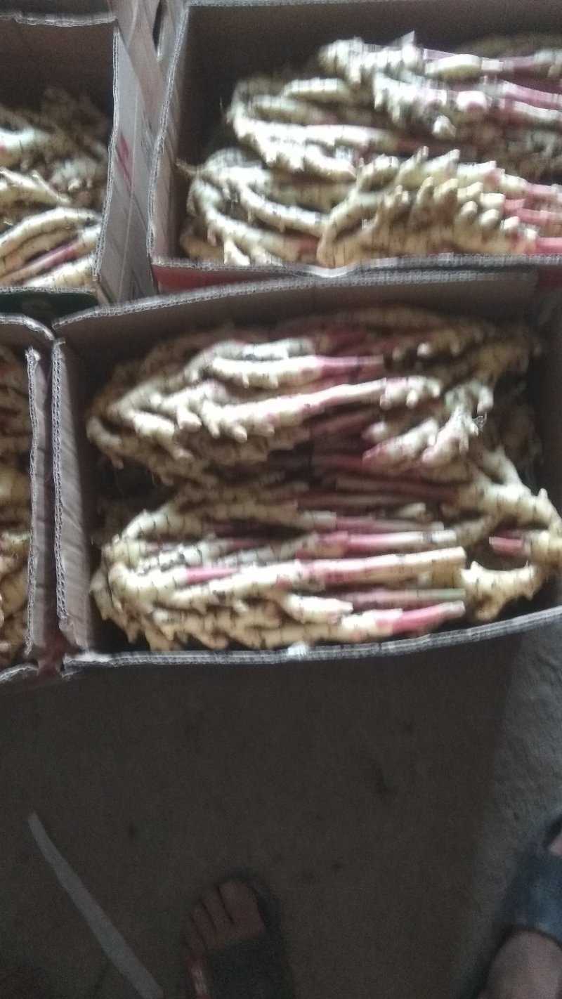 仔姜红芽姜5两以上带土，大量有货，保证质量