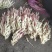 仔姜红芽姜5两以上带土，大量有货，保证质量