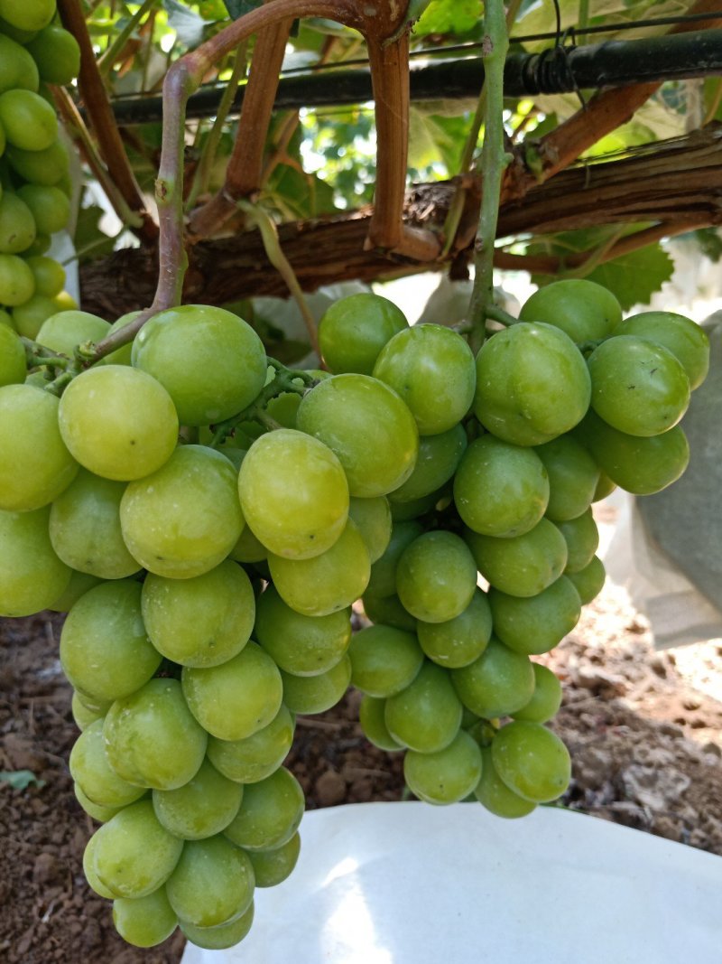 四十亩阳光玫瑰葡萄