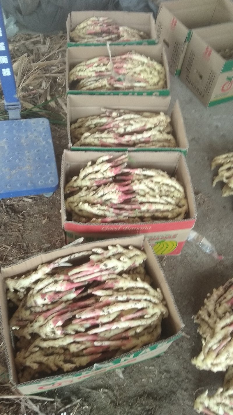 仔姜红芽姜5两以上带土，大量有货，保证质量