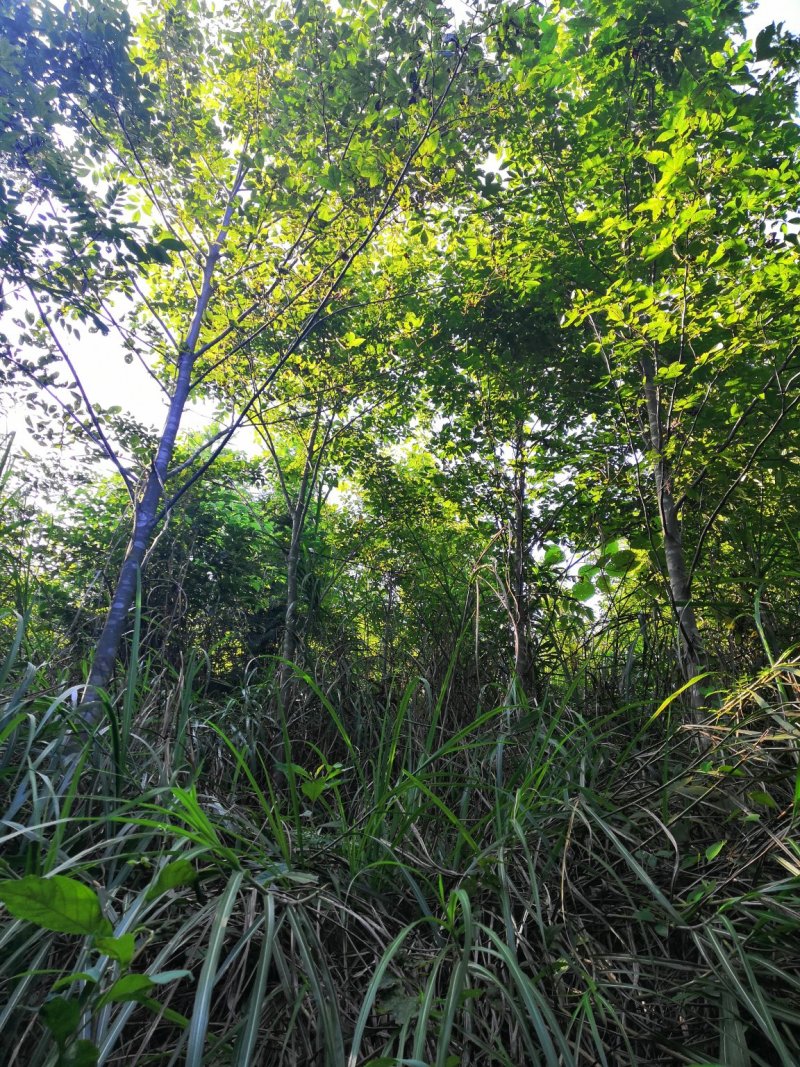 青钱柳苗青钱柳树苗青钱柳青钱柳大树量大价格优惠