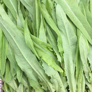 精品油麦菜