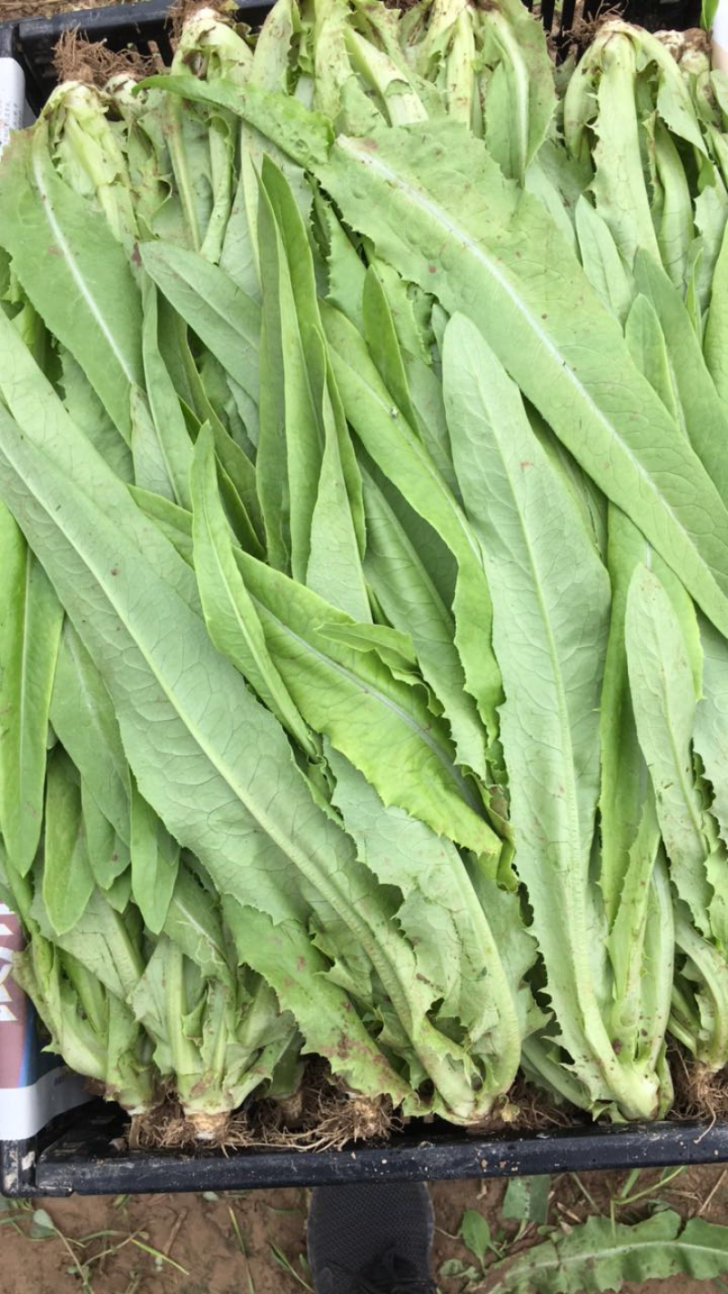 精品油麦菜