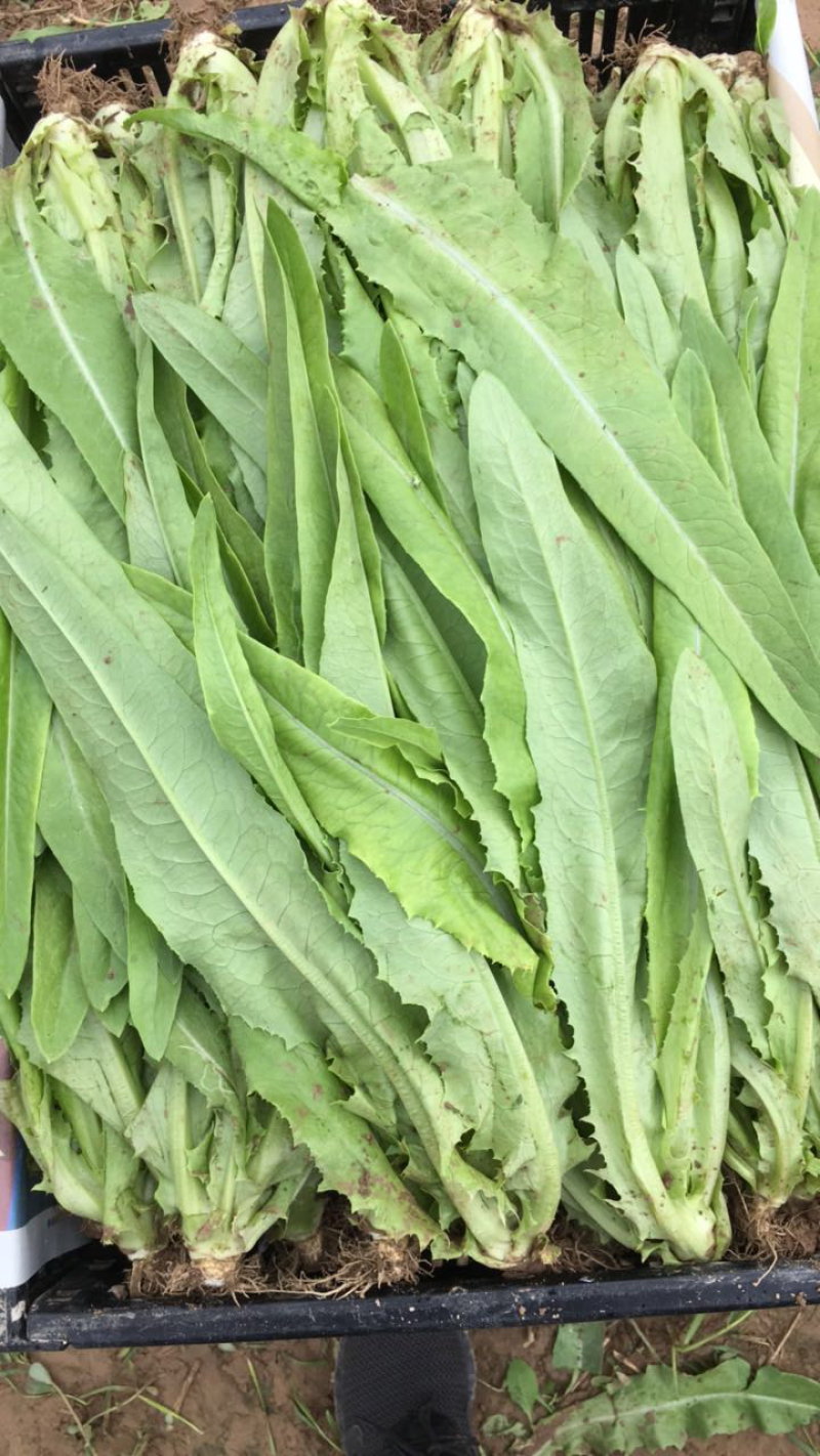 精品油麦菜