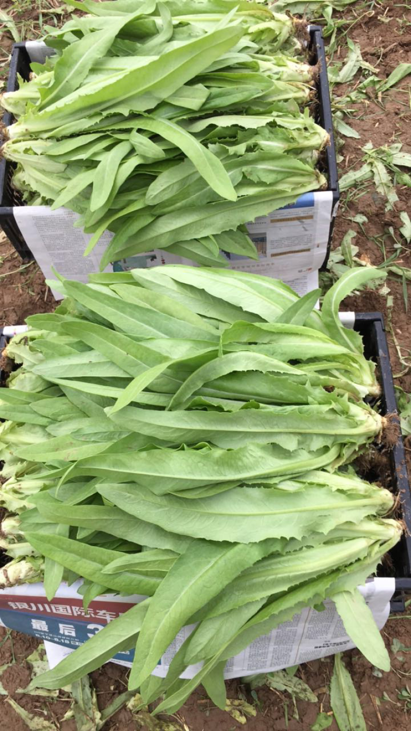 精品油麦菜