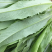 精品油麦菜