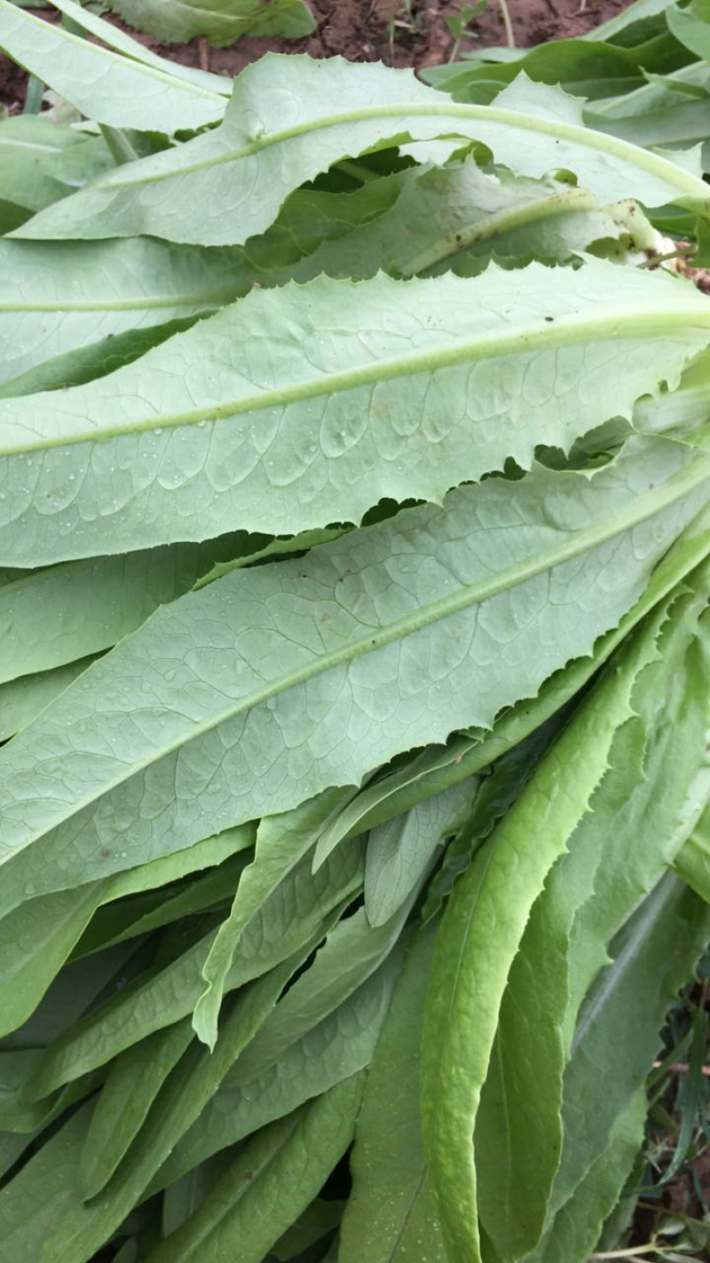 精品油麦菜