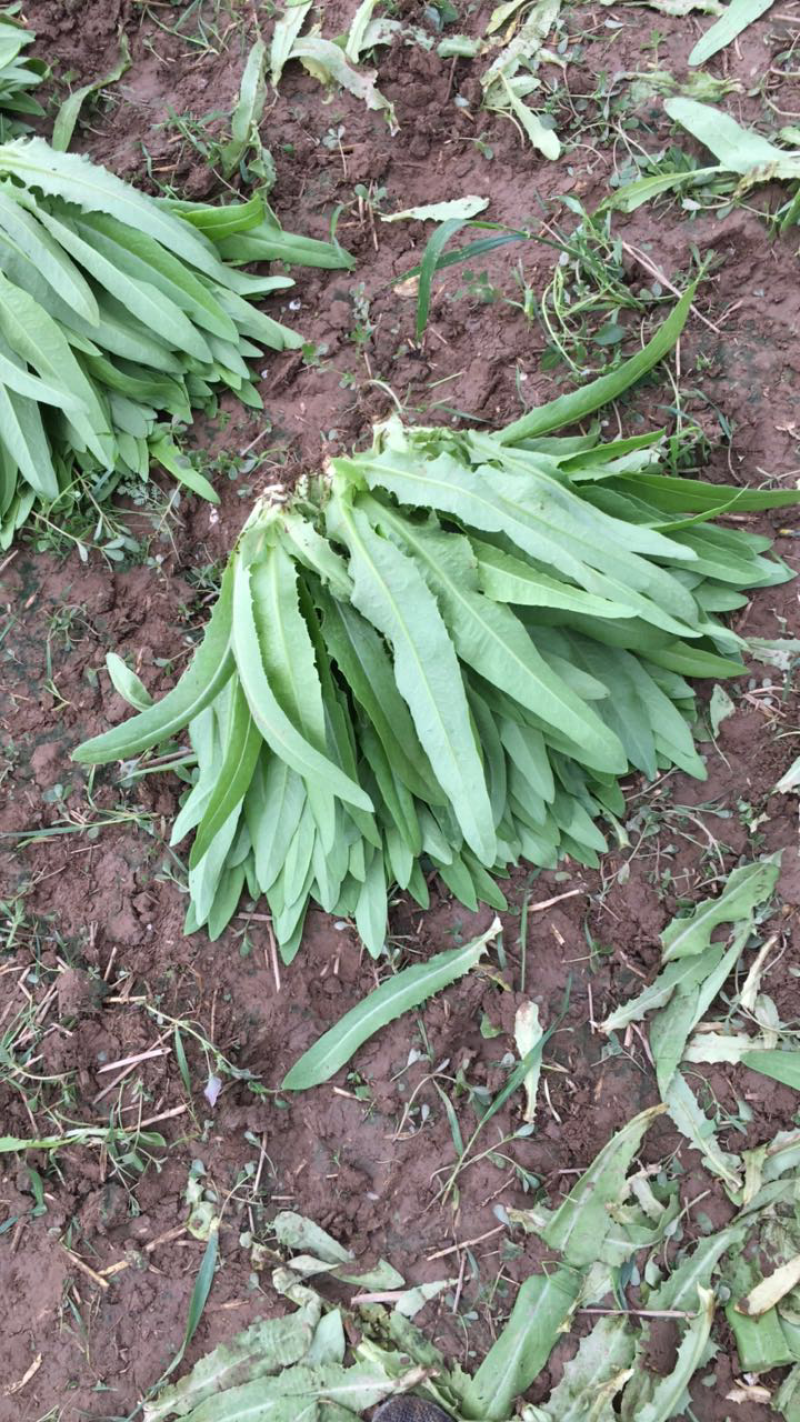 精品油麦菜