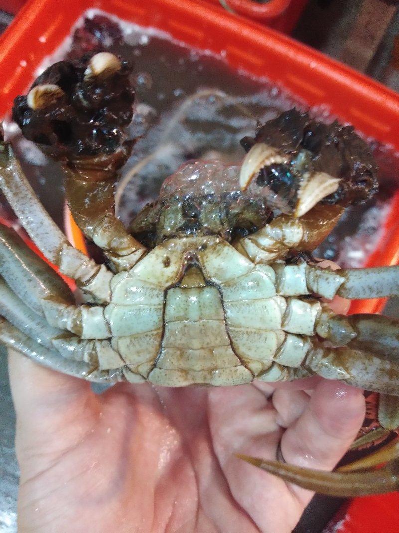 大閘蟹