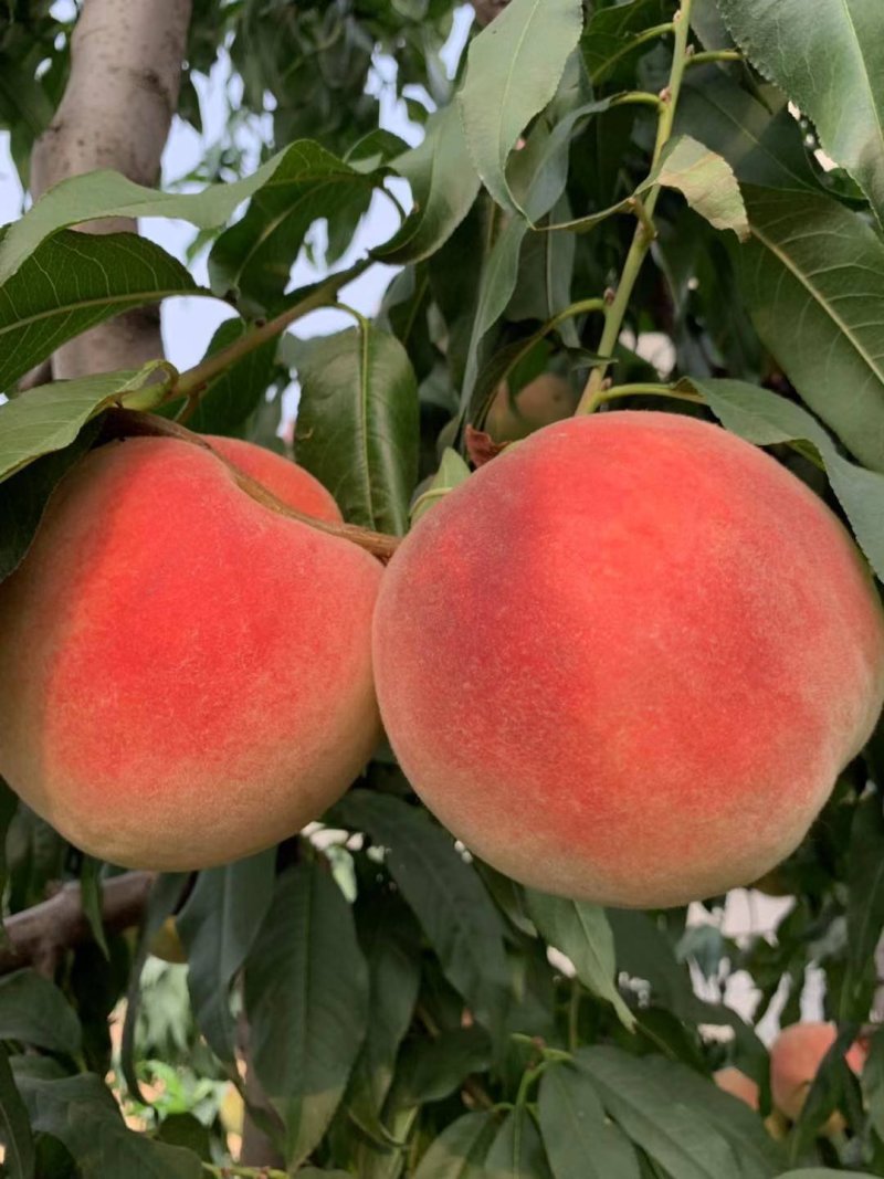 水蜜桃，双节红，大红桃.北京24号33.水蜜桃，晚西飞，