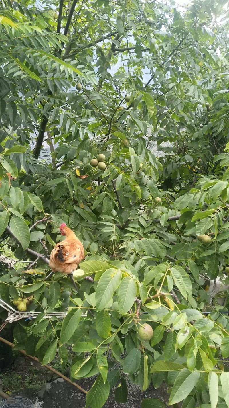 散养土鸡上树鸡山鸡走地鸡
