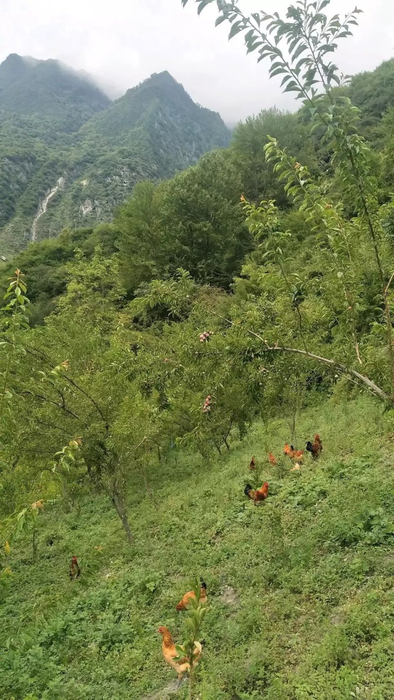 散养土鸡上树鸡山鸡走地鸡